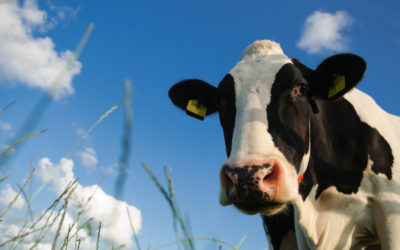 Time to Question the Sacred Cows