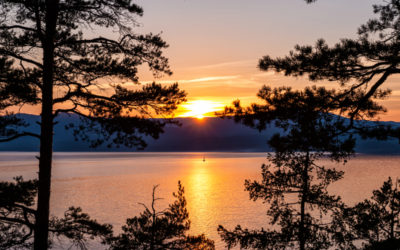 Summertime Reflections