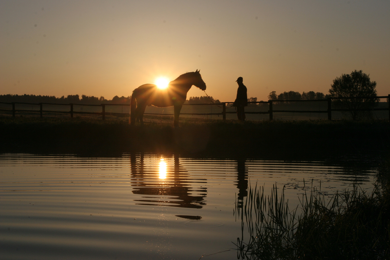 PUTTING A CALGARY SPIN ON THE TAOIST PARABLE OF THE FARMER AND HIS HORSE AND …